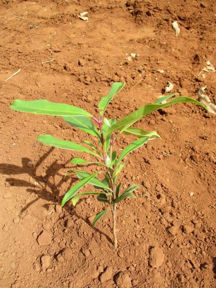 tree image