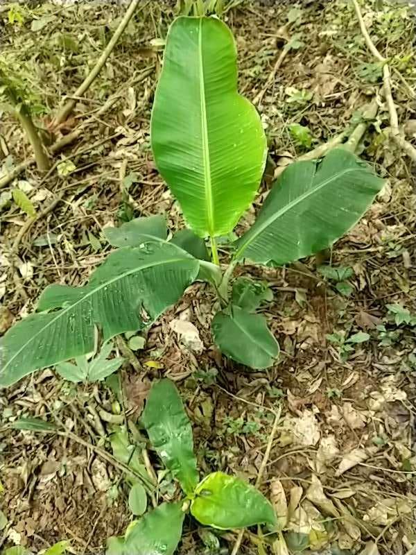 tree image