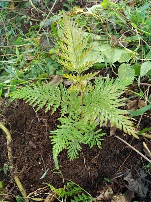 tree image