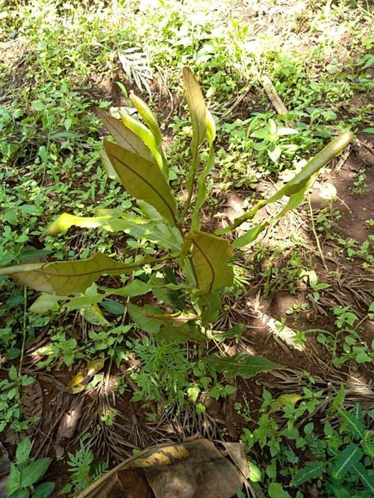 tree image