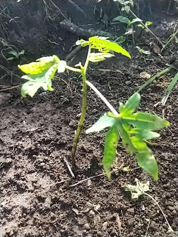 tree image