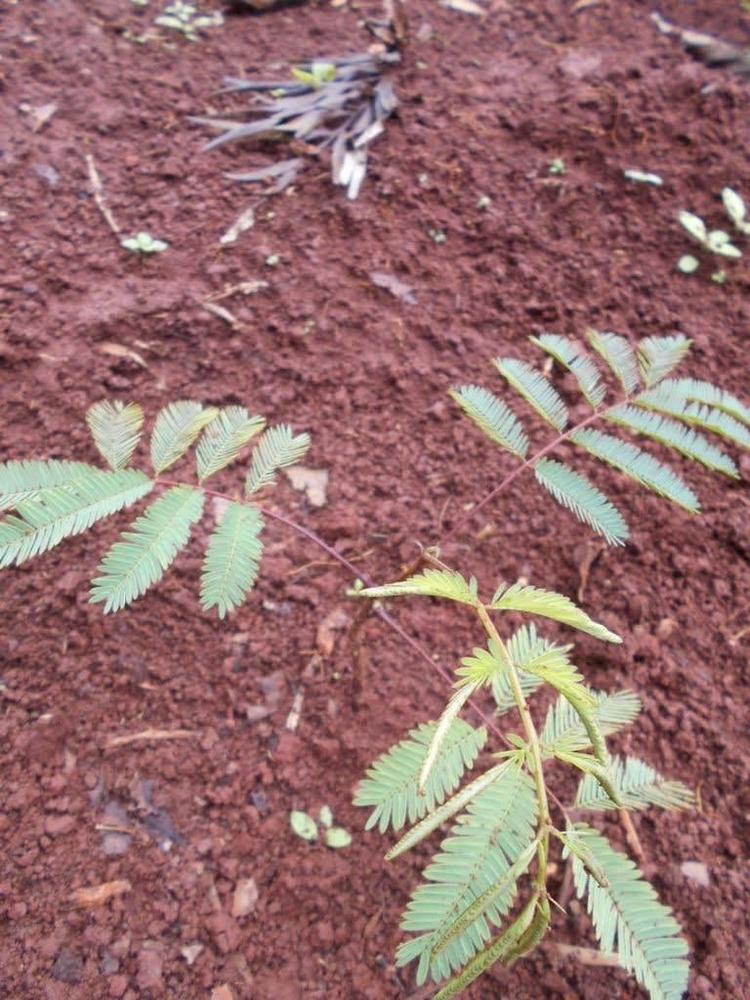 tree image