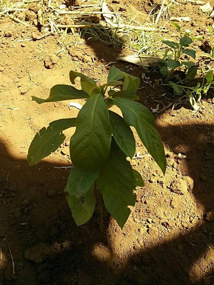 tree image
