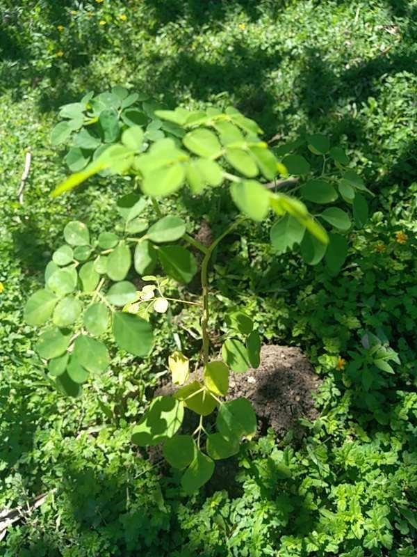 tree image