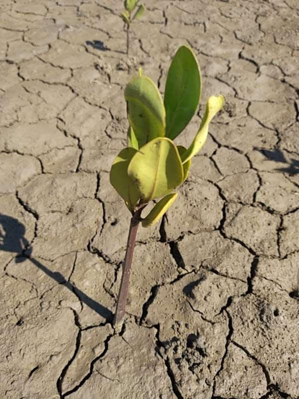 tree image