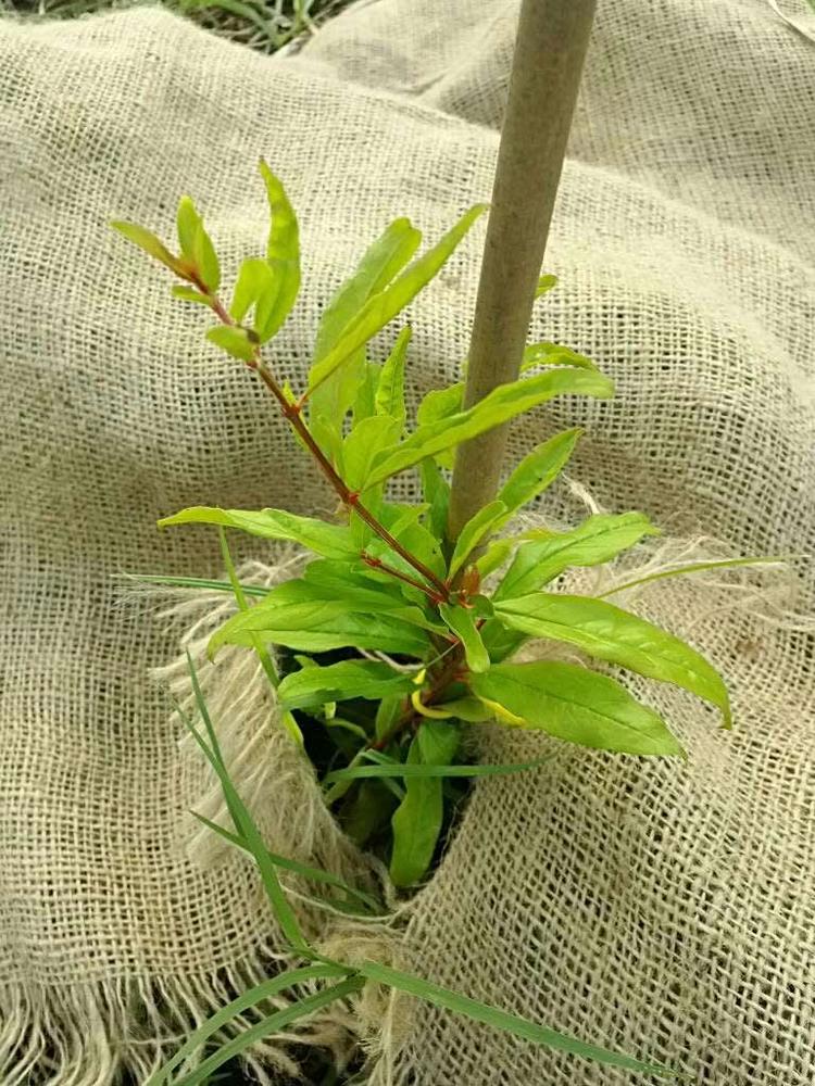 tree image