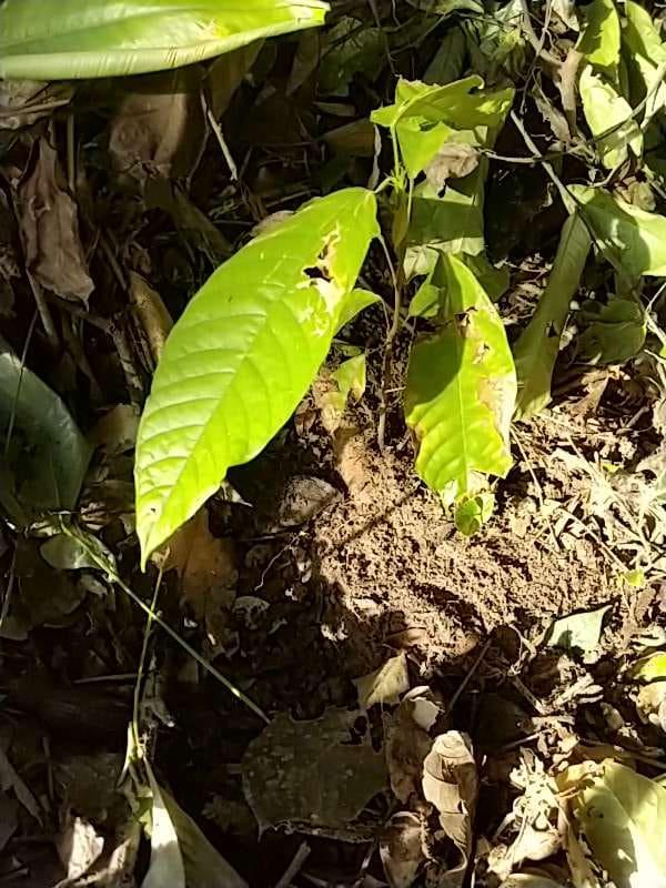 tree image
