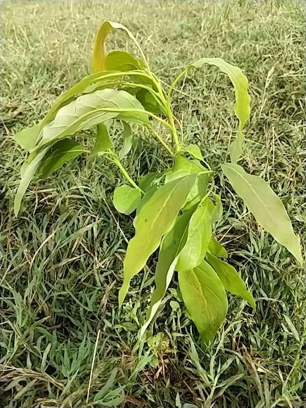 tree image