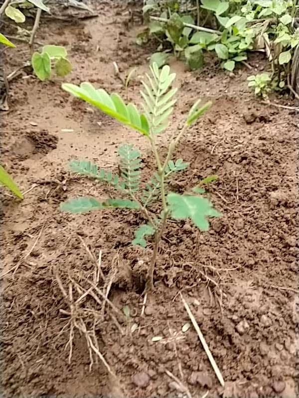 tree image