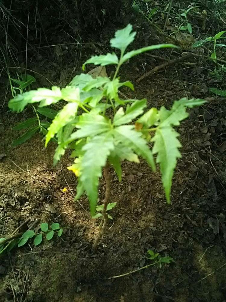 tree image
