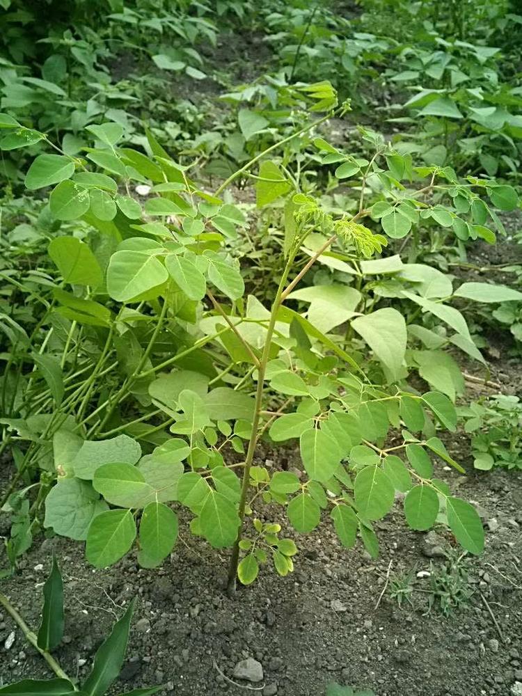 tree image