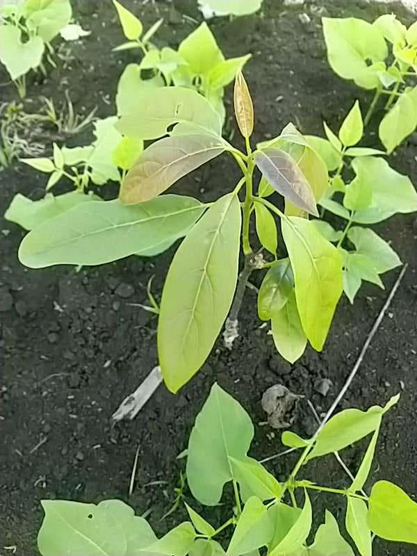 tree image