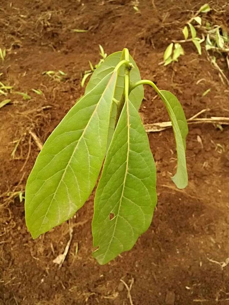 tree image