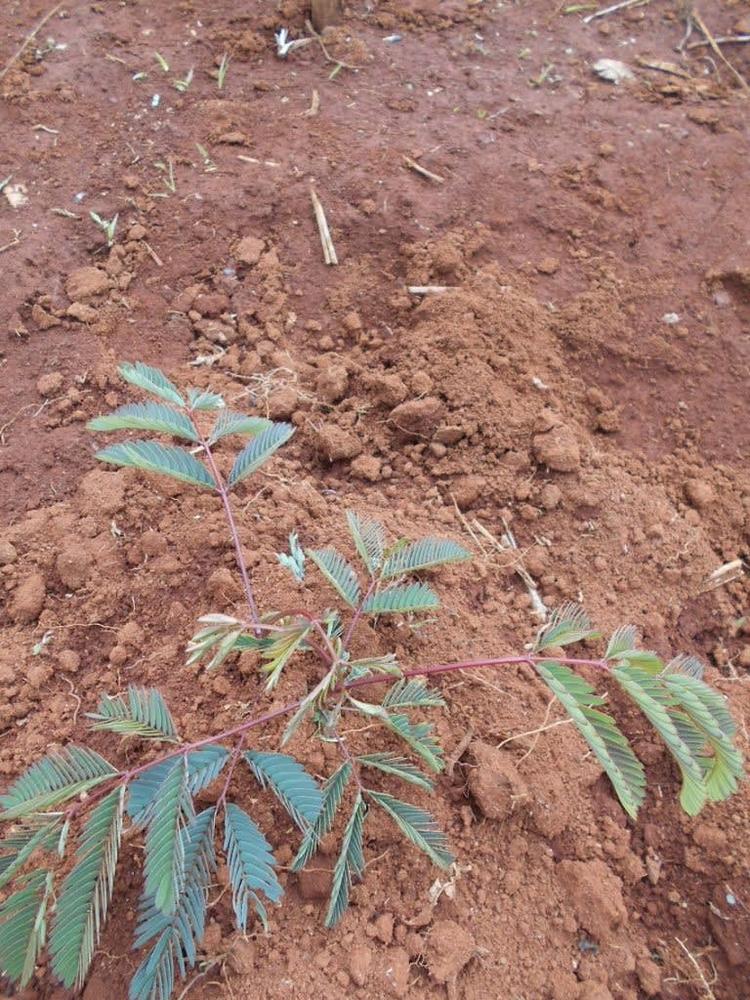 tree image
