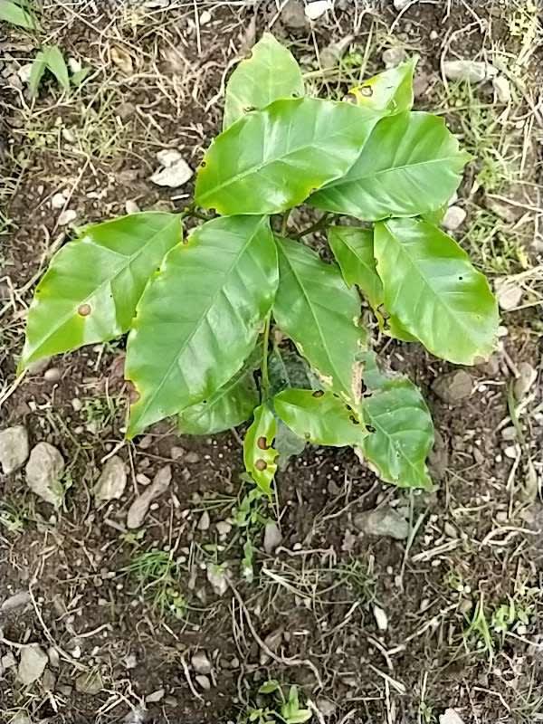 tree image