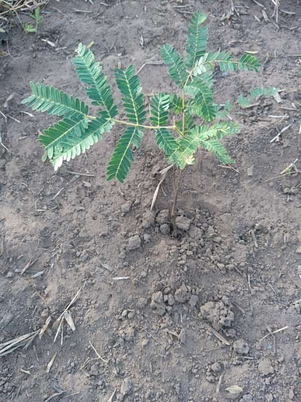 tree image