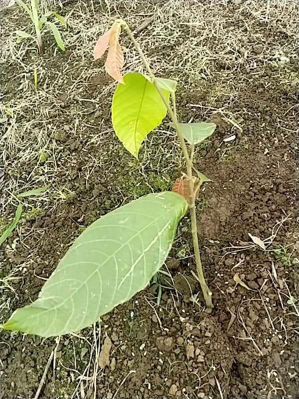 tree image