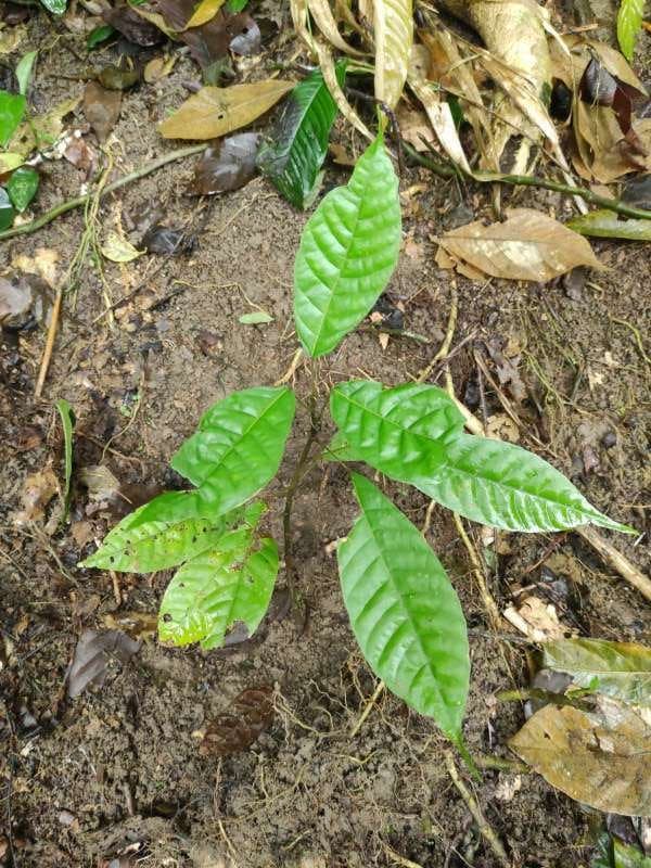 tree image