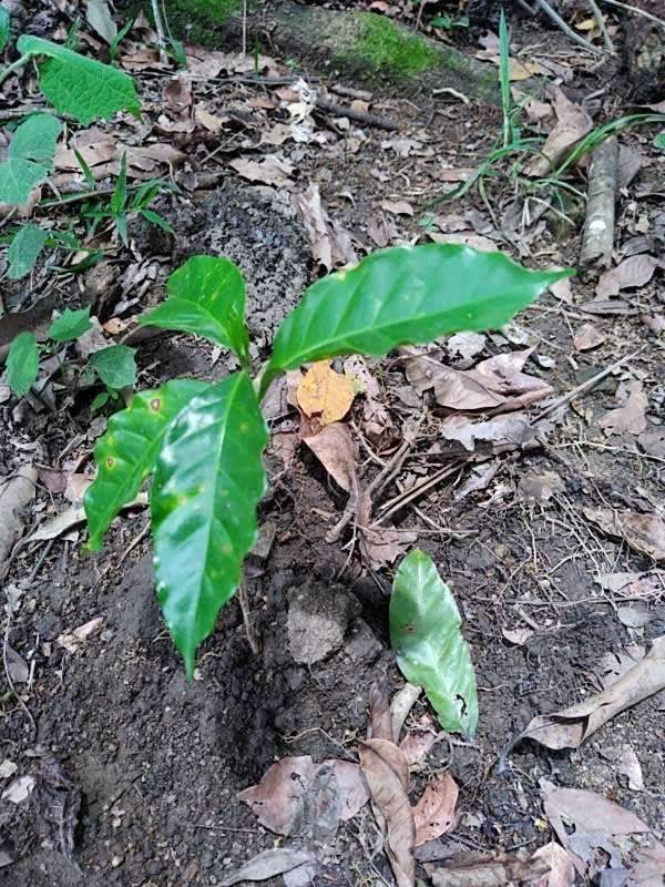 tree image