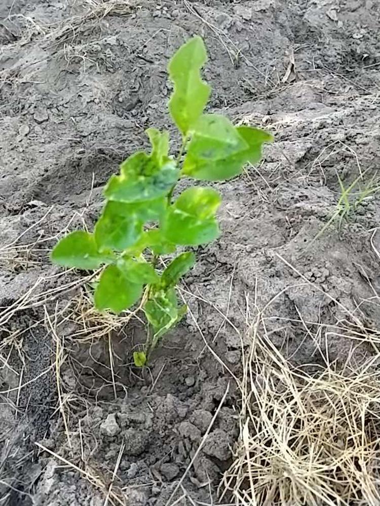 tree image