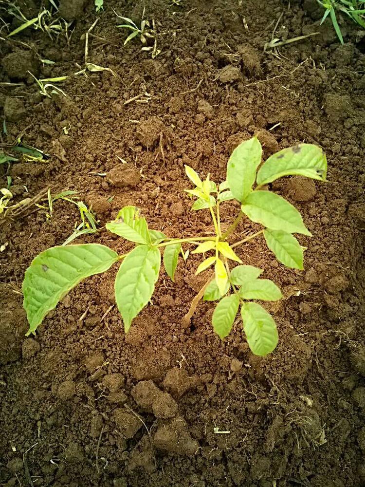 tree image