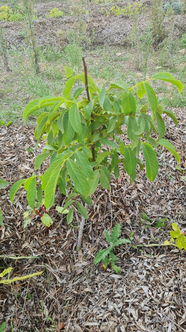 tree image