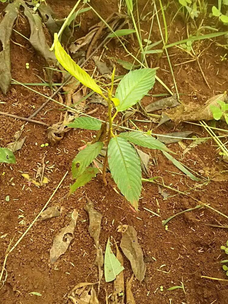 tree image