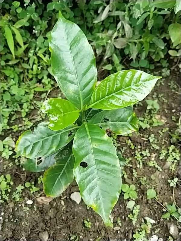 tree image