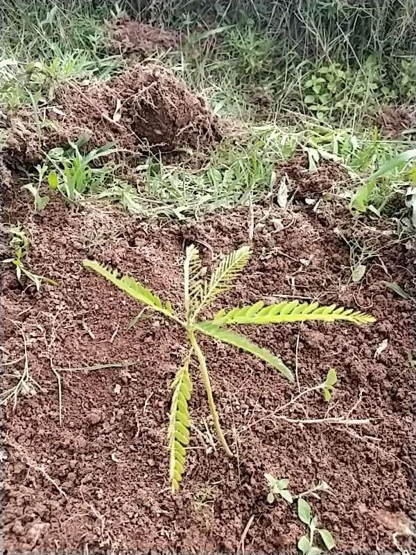 tree image