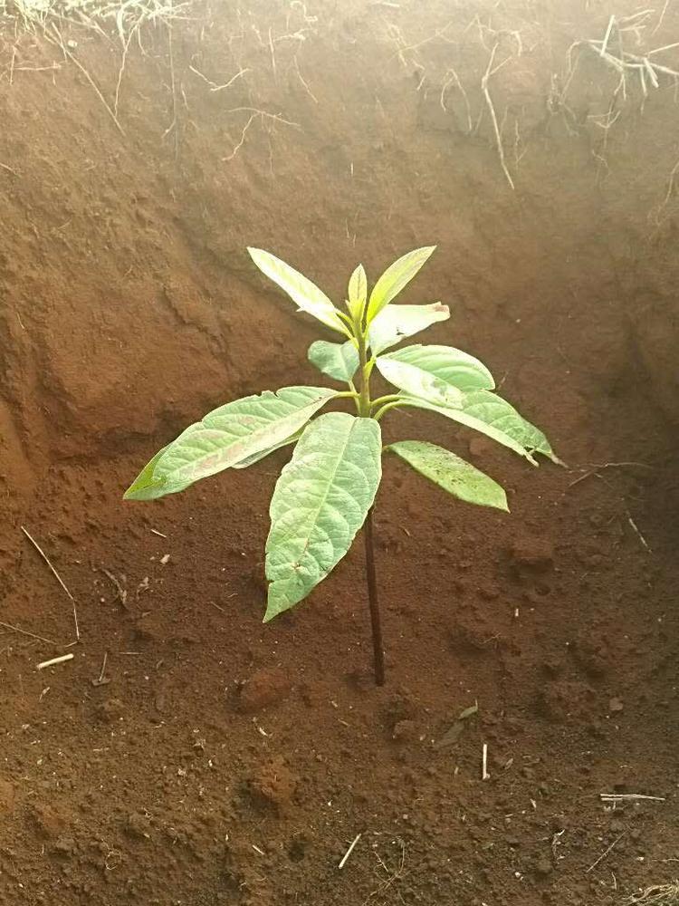 tree image
