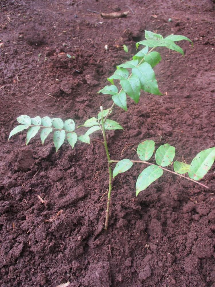 tree image