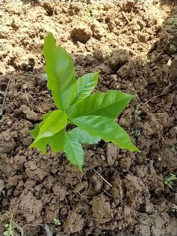 tree image