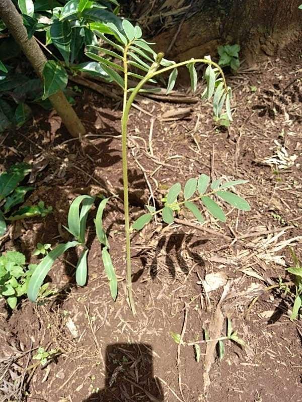 tree image