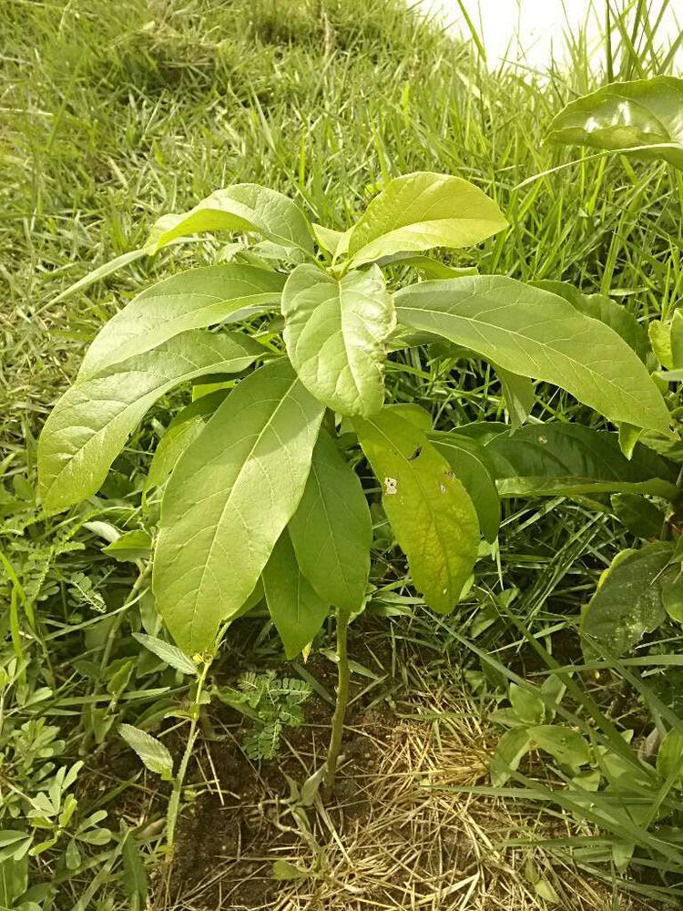 tree image