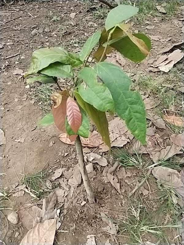 tree image