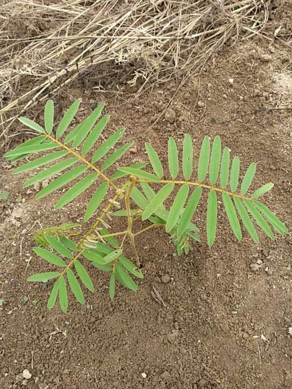 tree image