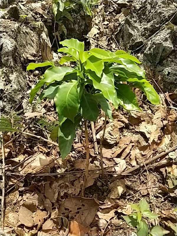 tree image