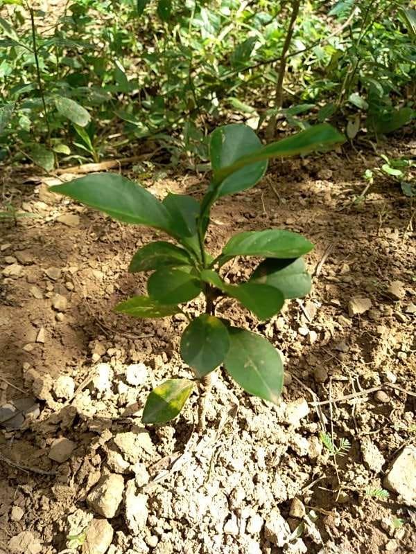 tree image