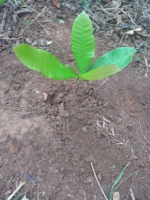 tree image