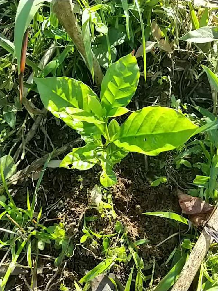 tree image