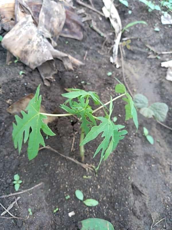 tree image