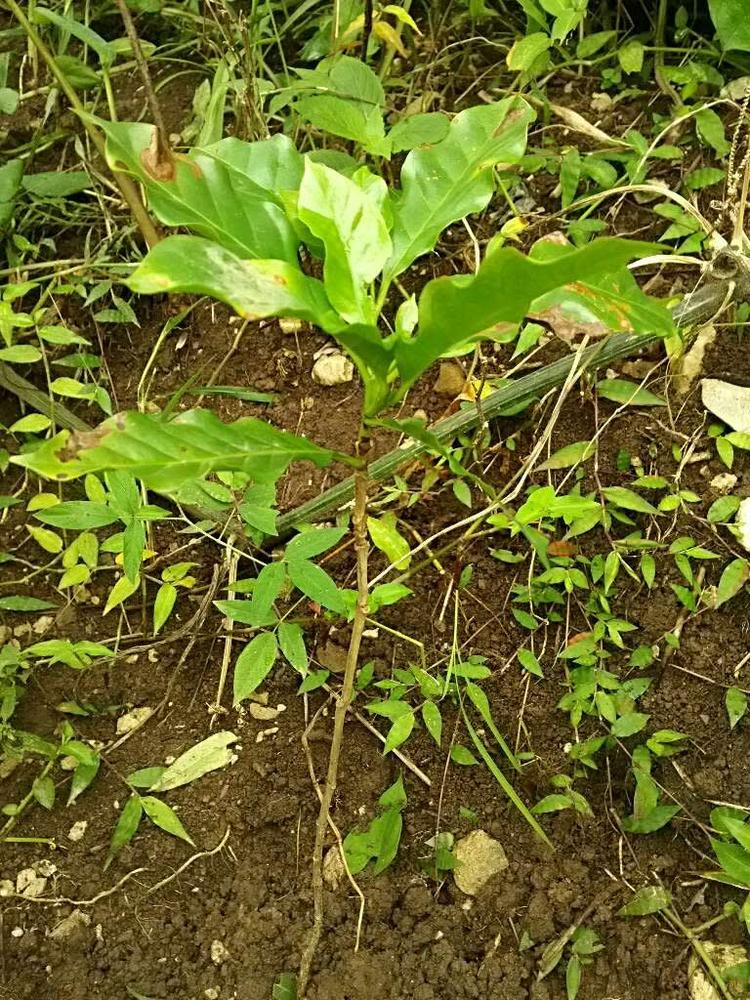 tree image