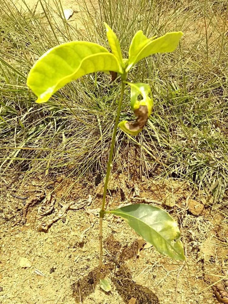 tree image