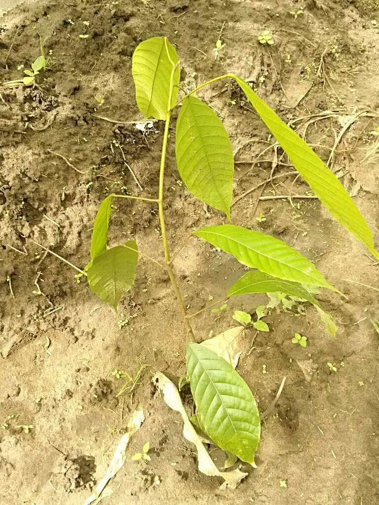 tree image