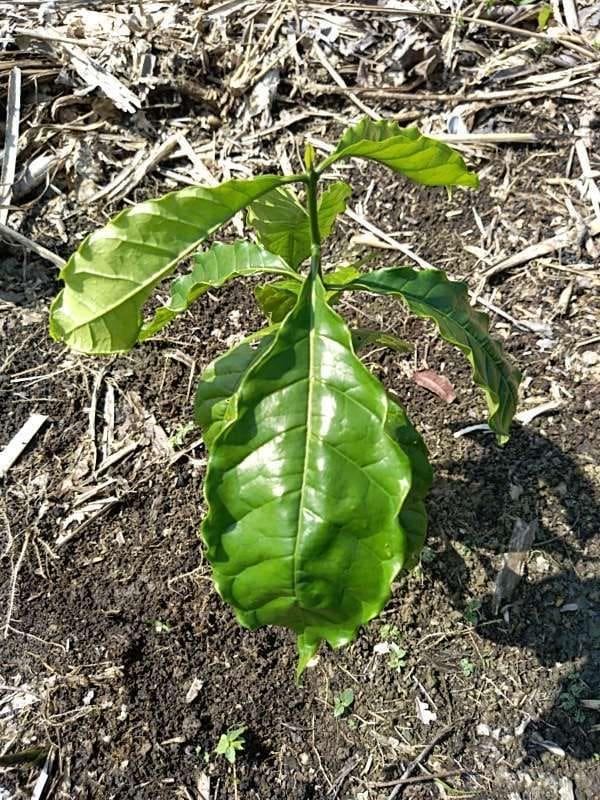 tree image