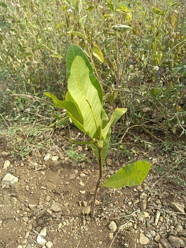 tree image