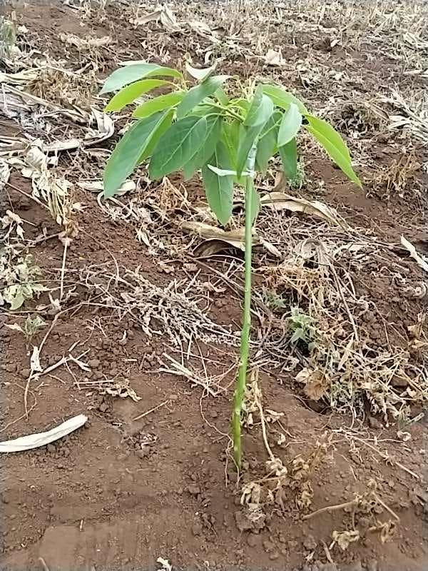 tree image