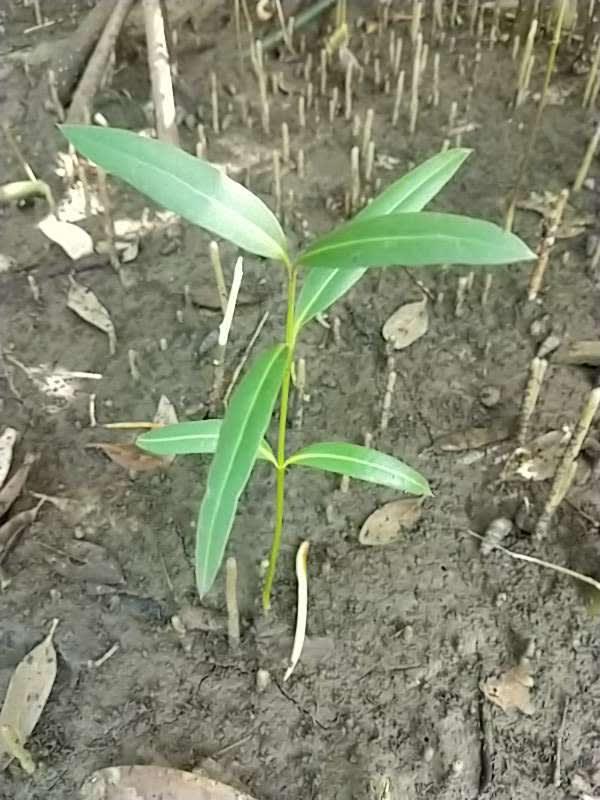 tree image