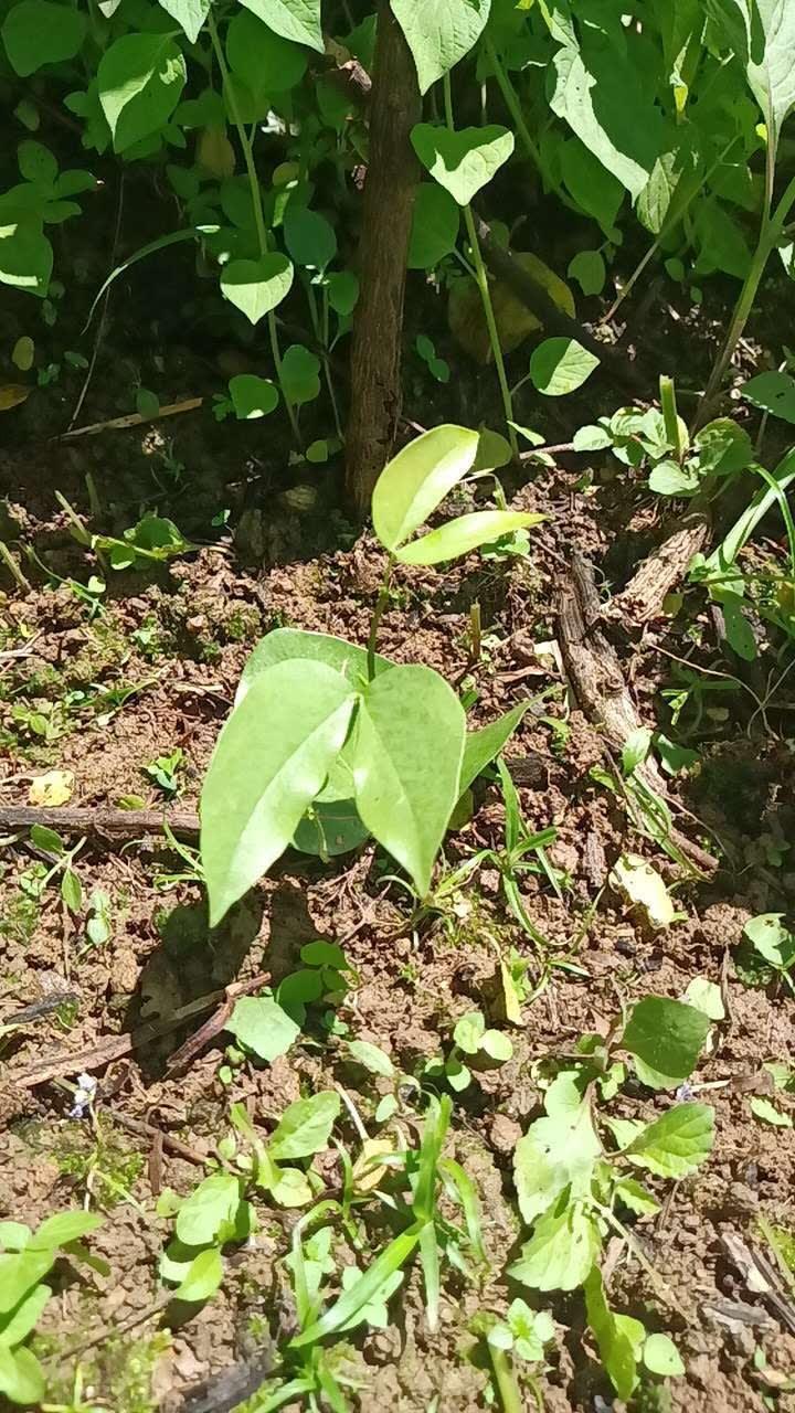 tree image