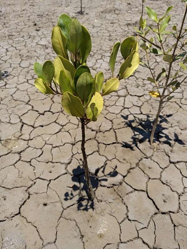tree image